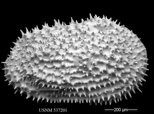 Henryhowella cf. asperrima (Reuss, 1850)