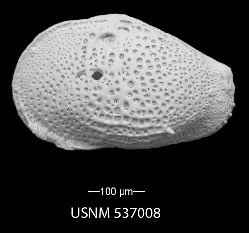 Buntonia textilis Bonaduce, G., et al., 1976