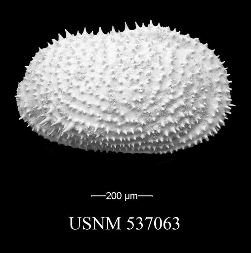 Echinocythereis echinata (Sars, 1866)