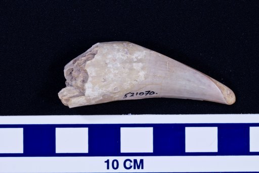 Platygonus sp