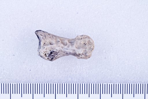 Platygonus sp