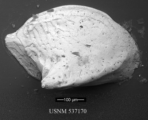 Cytheropteron sp. r