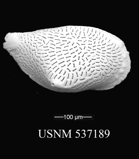Rimacytheropteron longipunctatum (Breman, 1976)