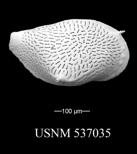 Rimacytheropteron longipunctatum (Breman, 1976)