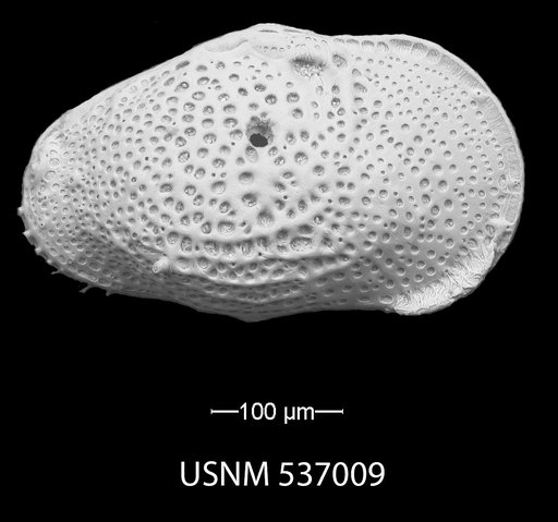 Buntonia textilis Bonaduce, G., et al., 1976