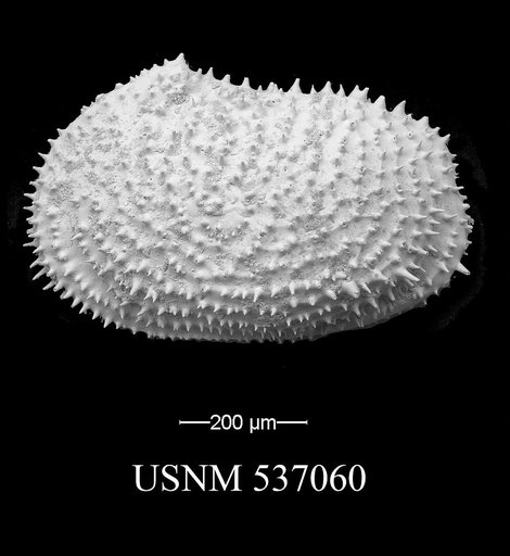 Echinocythereis echinata (Sars, 1866)