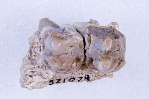 Platygonus sp