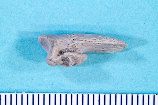 Genus sp