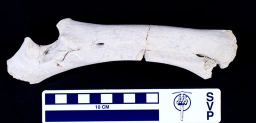 Platygonus sp