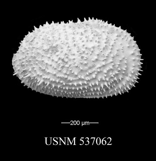 Echinocythereis echinata (Sars, 1866)