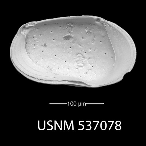 Loxoconchidea minima Bonaduce, G., et al., 1976