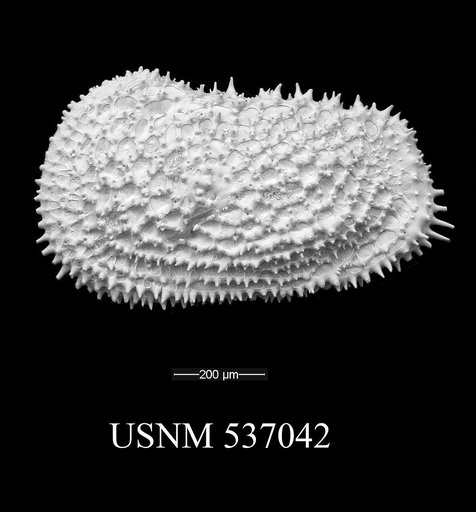 Henryhowella cf. asperrima (Reuss, 1850)