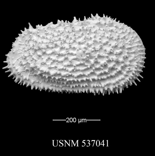 Henryhowella cf. asperrima (Reuss, 1850)