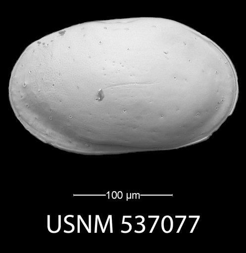 Loxoconchidea minima Bonaduce, G., et al., 1976
