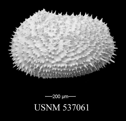 Echinocythereis echinata (Sars, 1866)
