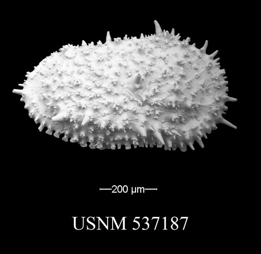 Legitimocythere sp.