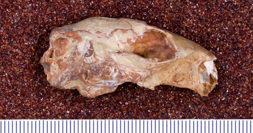 Sciurus (Tamiasciurus) tenuidens Hay