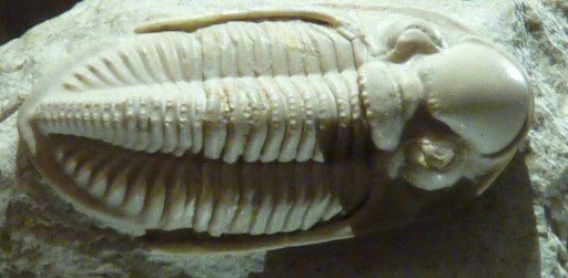 Ditmopyge productus