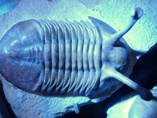 Asaphus kowalewskii Lawrow, 1856