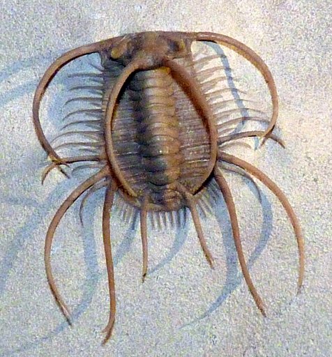 Boedaspis ensifer