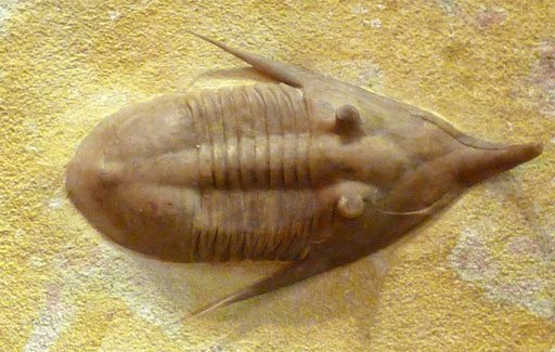 Megistaspidella isvozites
