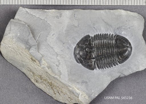 Asaphiscus wheeleri