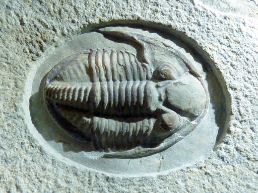 Pseudophillipsia artiensis