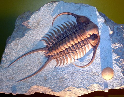 Cheirurus ingricus