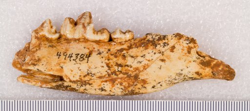 Canis latrans Say
