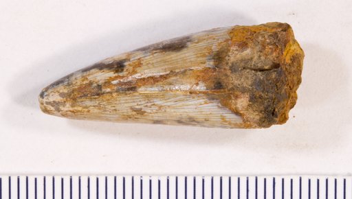 Genus sp