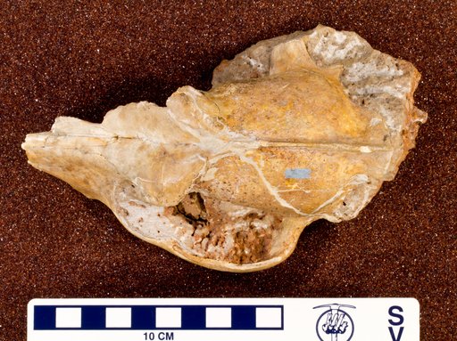 Canis latrans Say