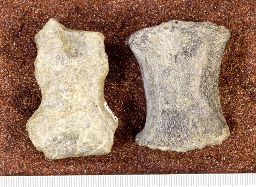 Coryphodon sp