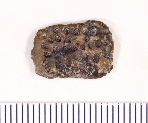 Genus sp