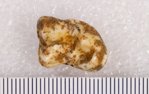 Canis latrans Say