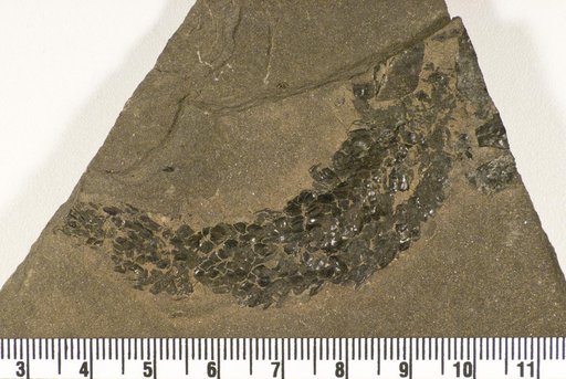 Osteolepis microlepidotus Agassiz