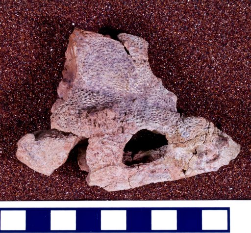 Genus sp