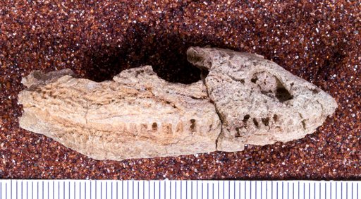 Phonerpeton pricei Olson