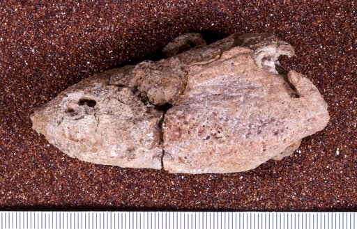 Phonerpeton pricei Olson