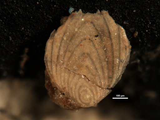 Plectofrondicularia garzaensis Cushman & Siegfus, 1939