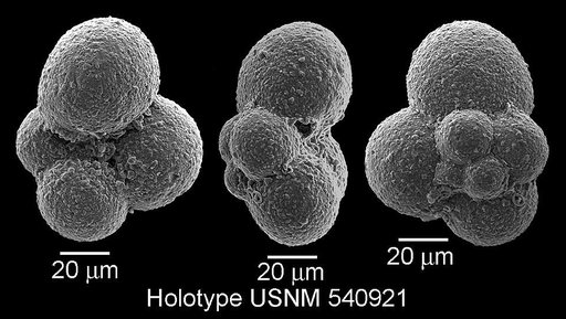 Microhedbergella miniglobularis Huber & Leckie, 2011