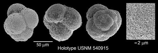 Pseudoguembelitria blakenosensis Huber & Leckie, 2011