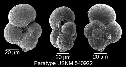 Microhedbergella miniglobularis Huber & Leckie, 2011