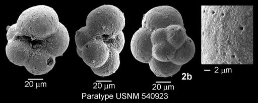 Microhedbergella miniglobularis Huber & Leckie, 2011