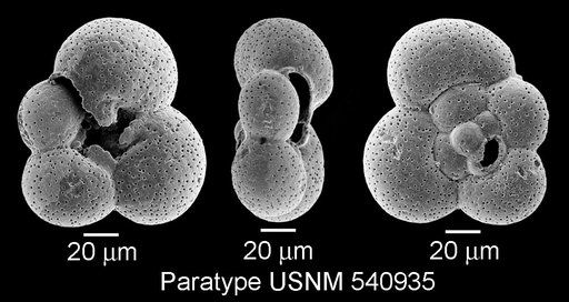 Microhedbergella renilaevis Huber & Leckie, 2011