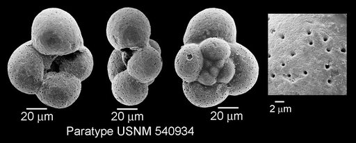 Microhedbergella renilaevis Huber & Leckie, 2011