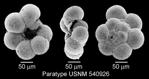 Microhedbergella praeplanispira Huber & Leckie, 2011