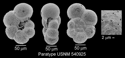 Microhedbergella praeplanispira Huber & Leckie, 2011