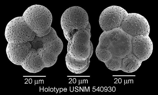 Microhedbergella pseudoplanispira Huber & Leckie, 2011