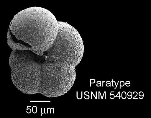 Microhedbergella pseudodelrioensis Huber & Leckie, 2011