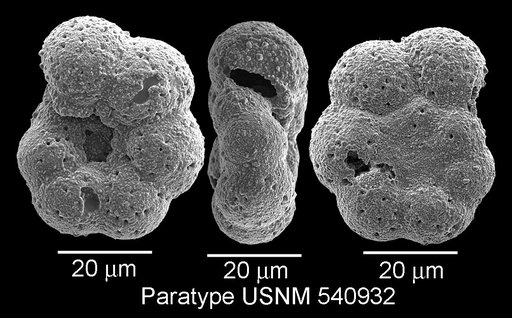 Microhedbergella pseudoplanispira Huber & Leckie, 2011